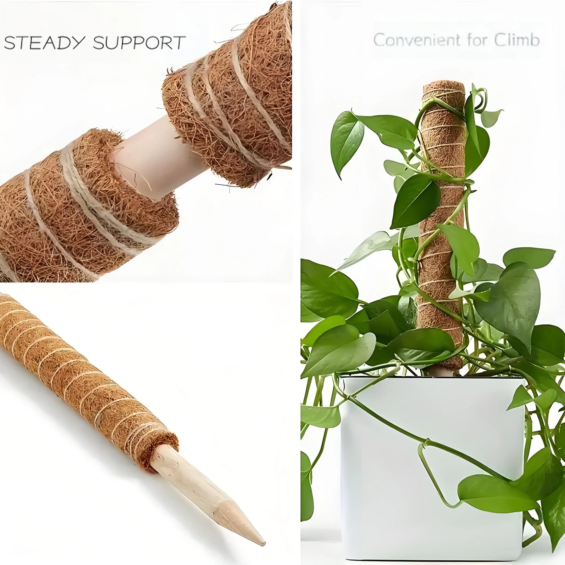 a coir moss pole: a close-up of the pole's texture, a full view of the pole, and a demonstration of the pole supporting a climbing plant in a pot.