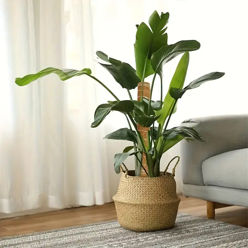 A large indoor plant supported by a coir moss pole, placed in a stylish woven basket on a rug near a window and a sofa.